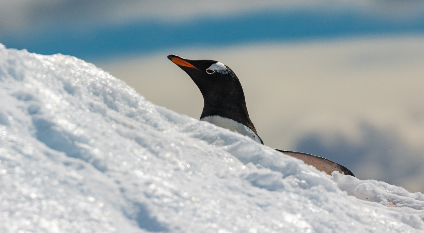 Microplastics found for the first time in Antarctic fresh snow