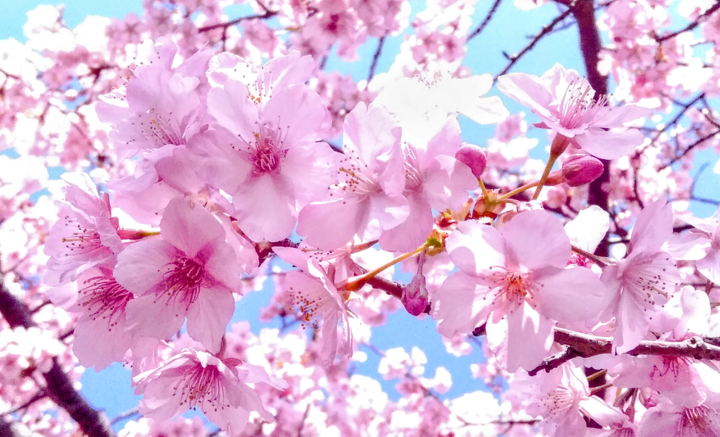 Cherry blossom emblems could unite people to save forests