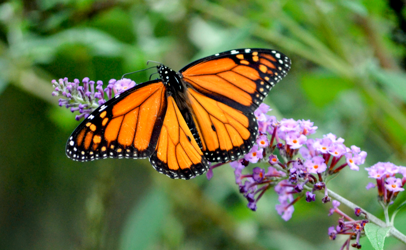Monarch butterflies may not be threatened as previously thought
