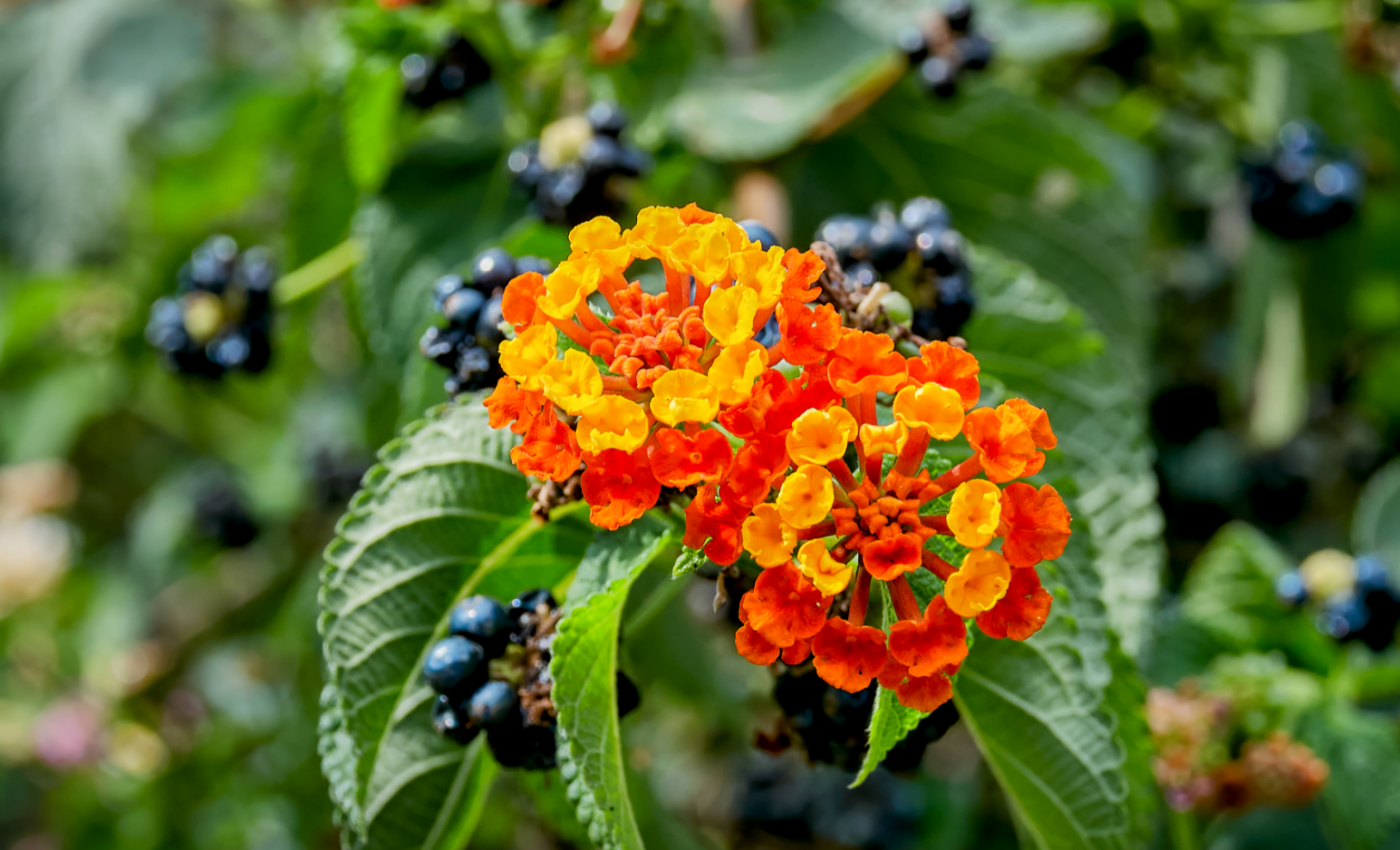 Blue berries found to manipulate light using structural color