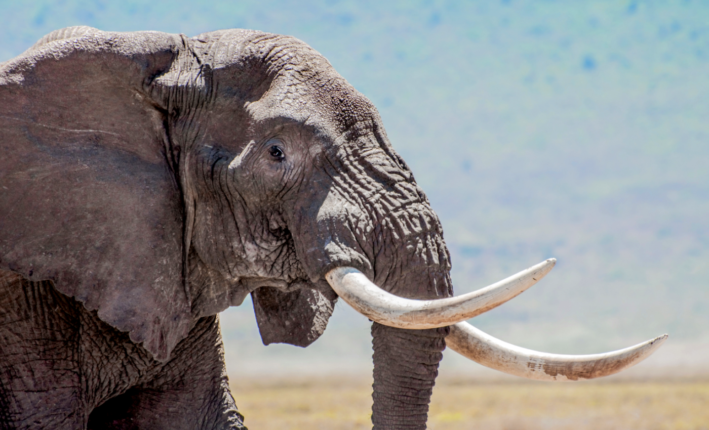 Chemical analysis sheds light on mastodon migration