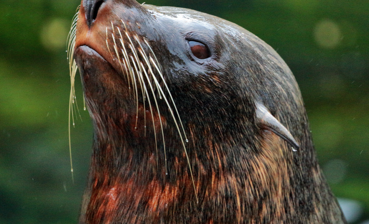 Whiskers help seals hunt in the darkness of the deep ocean