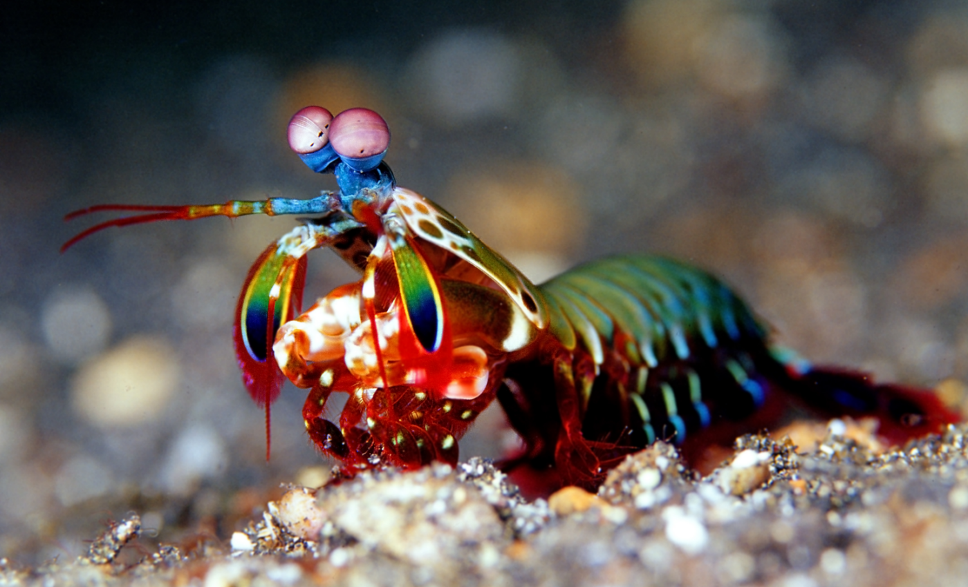 Pipeline installation boosts diversity of seafloor animals