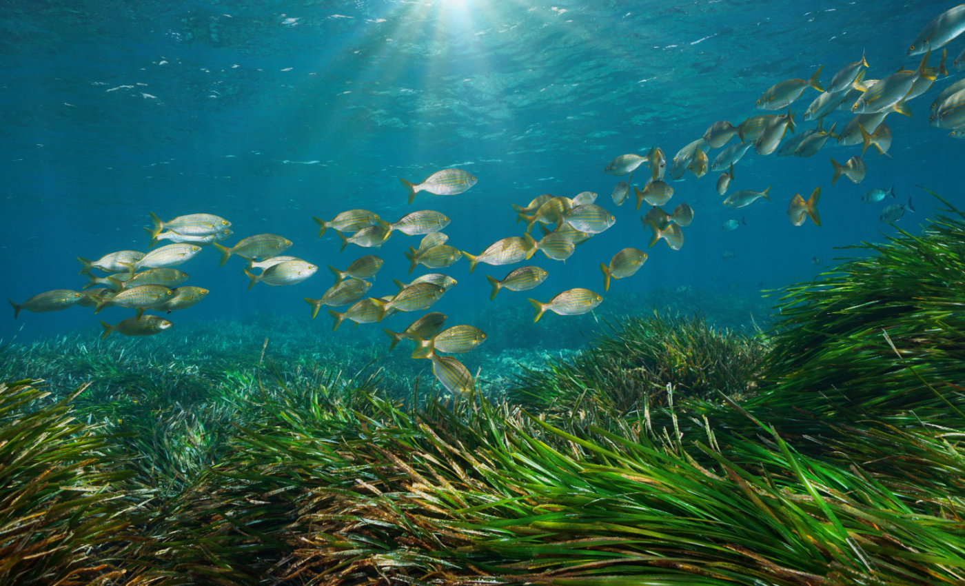 Seagrass meadows are very reliable fishing grounds