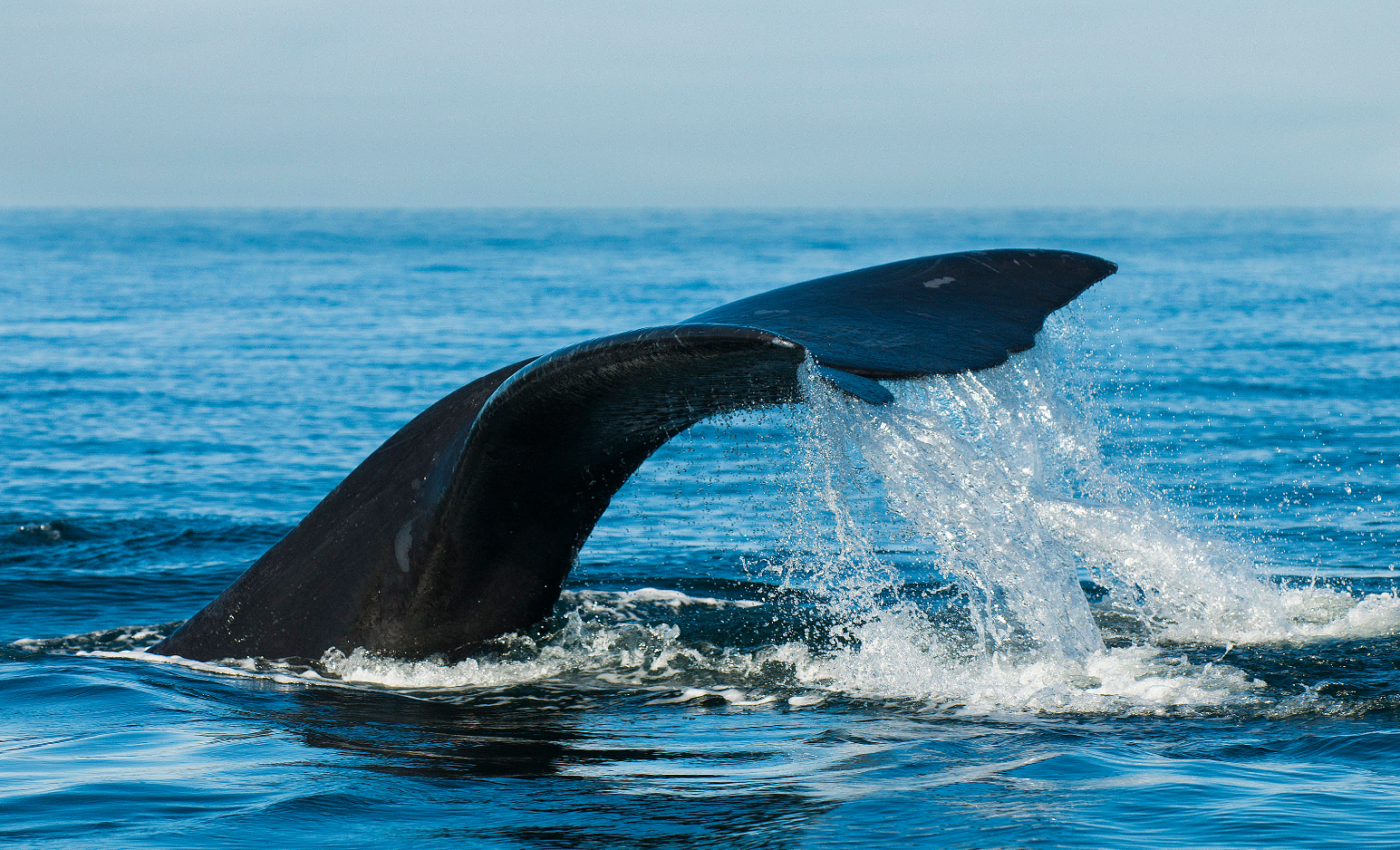 Habitat is important to keep young right whales undetected