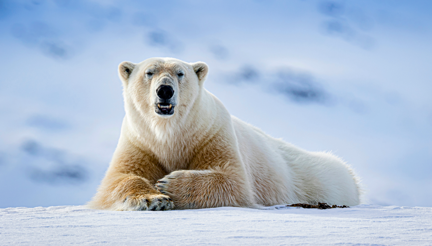 Distinct population of polar bears found in Greenland