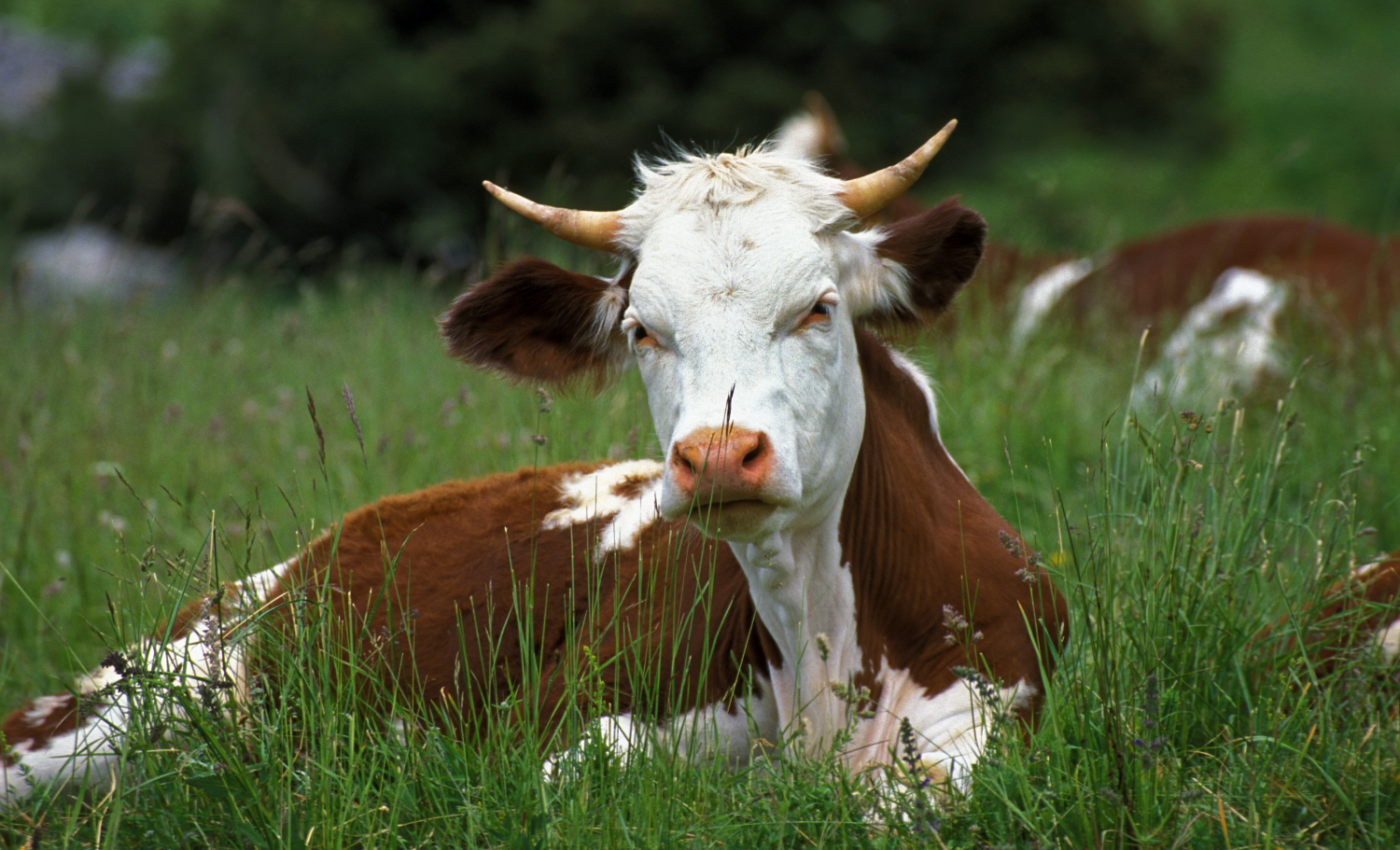 Massive heatwave killed over 2,000 cattle in Kansas