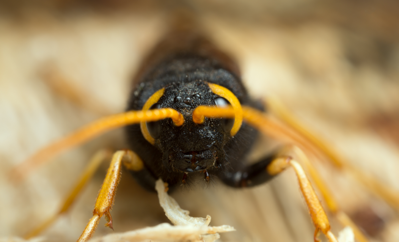 Invasive woodwasp threatens North America’s ecosystems
