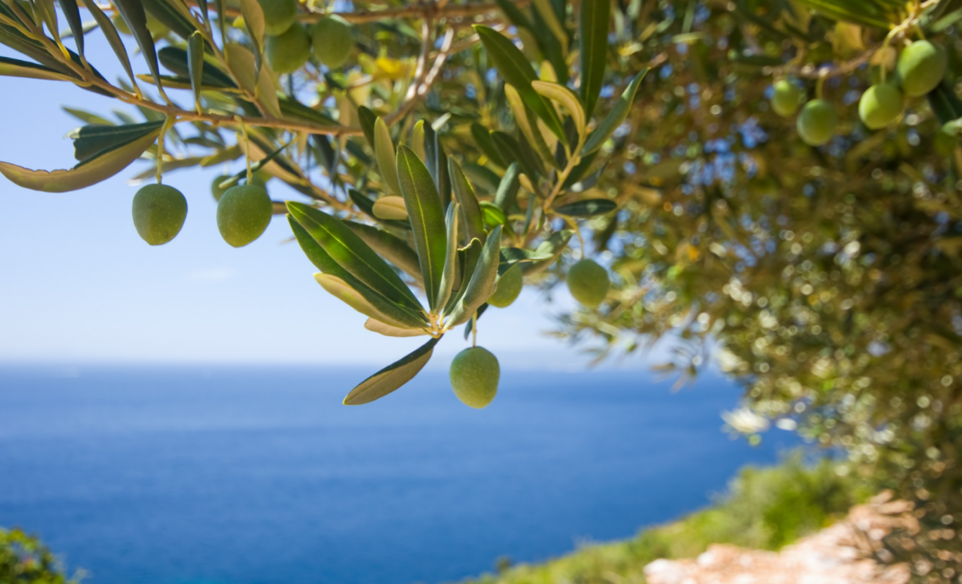 Olives were first cultivated 7,000 years ago