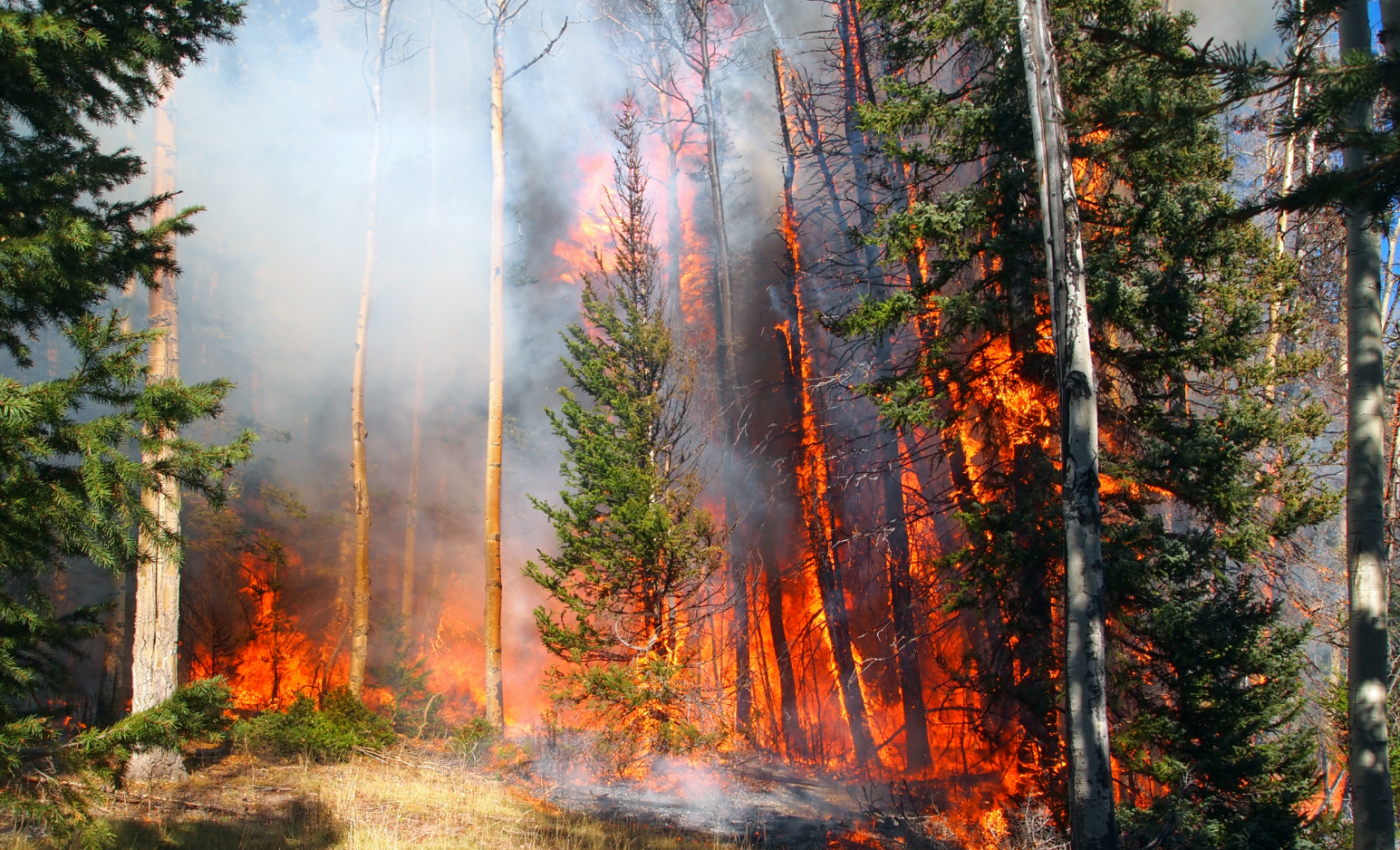 Dairy cows exposed to wildfire smoke produce less milk