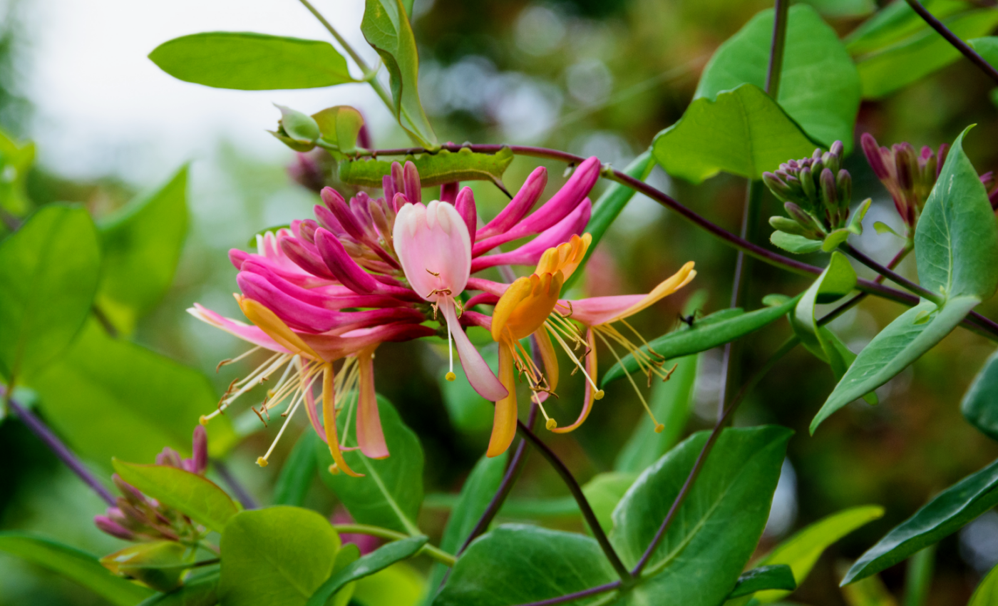 Invasive plants are taking over Ohio’s forests