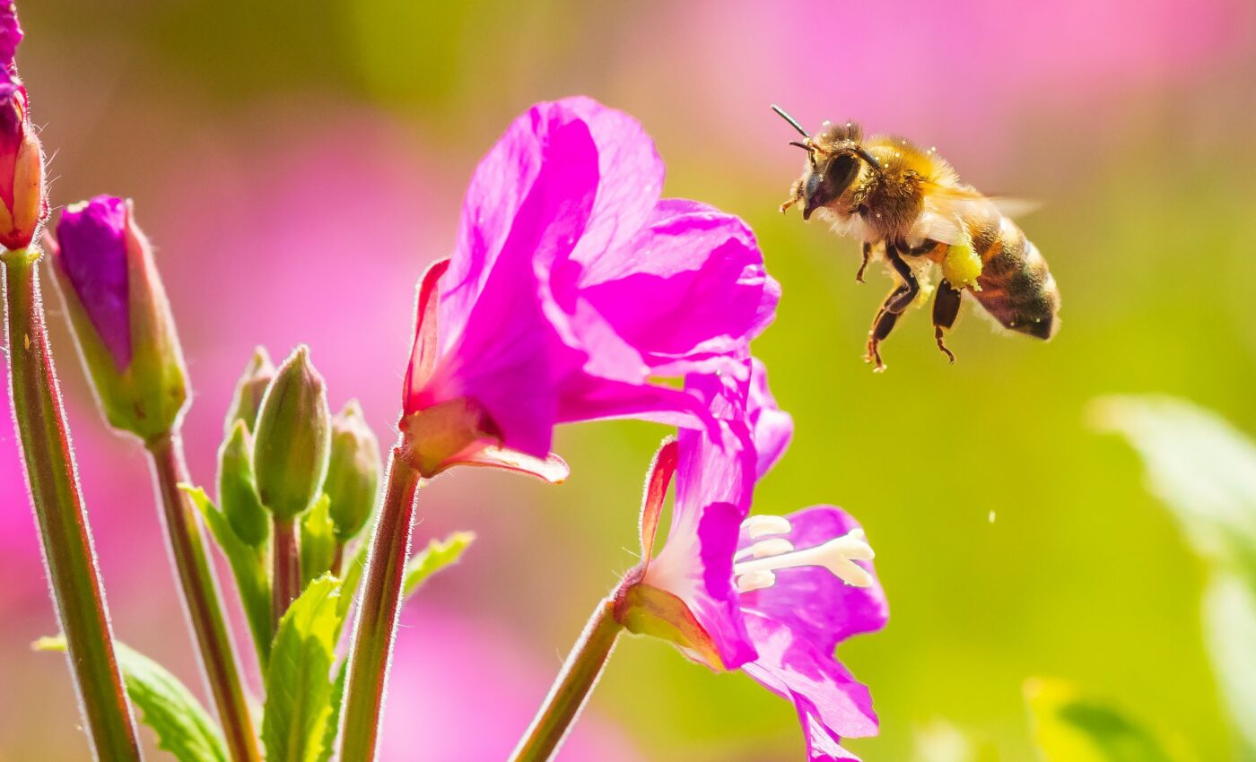 Clues to bee health found in their gut microbiome