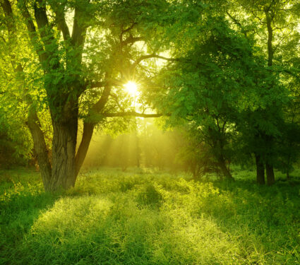 Sunlit,Foggy,Forest,With,Black,Locust,Tree,On,Clearing