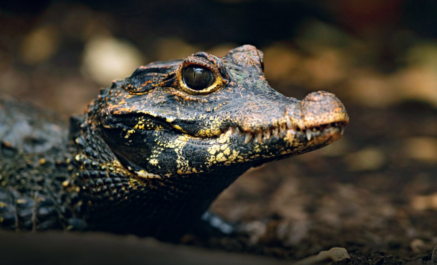 Dwarf crocodiles once hunted human ancestors