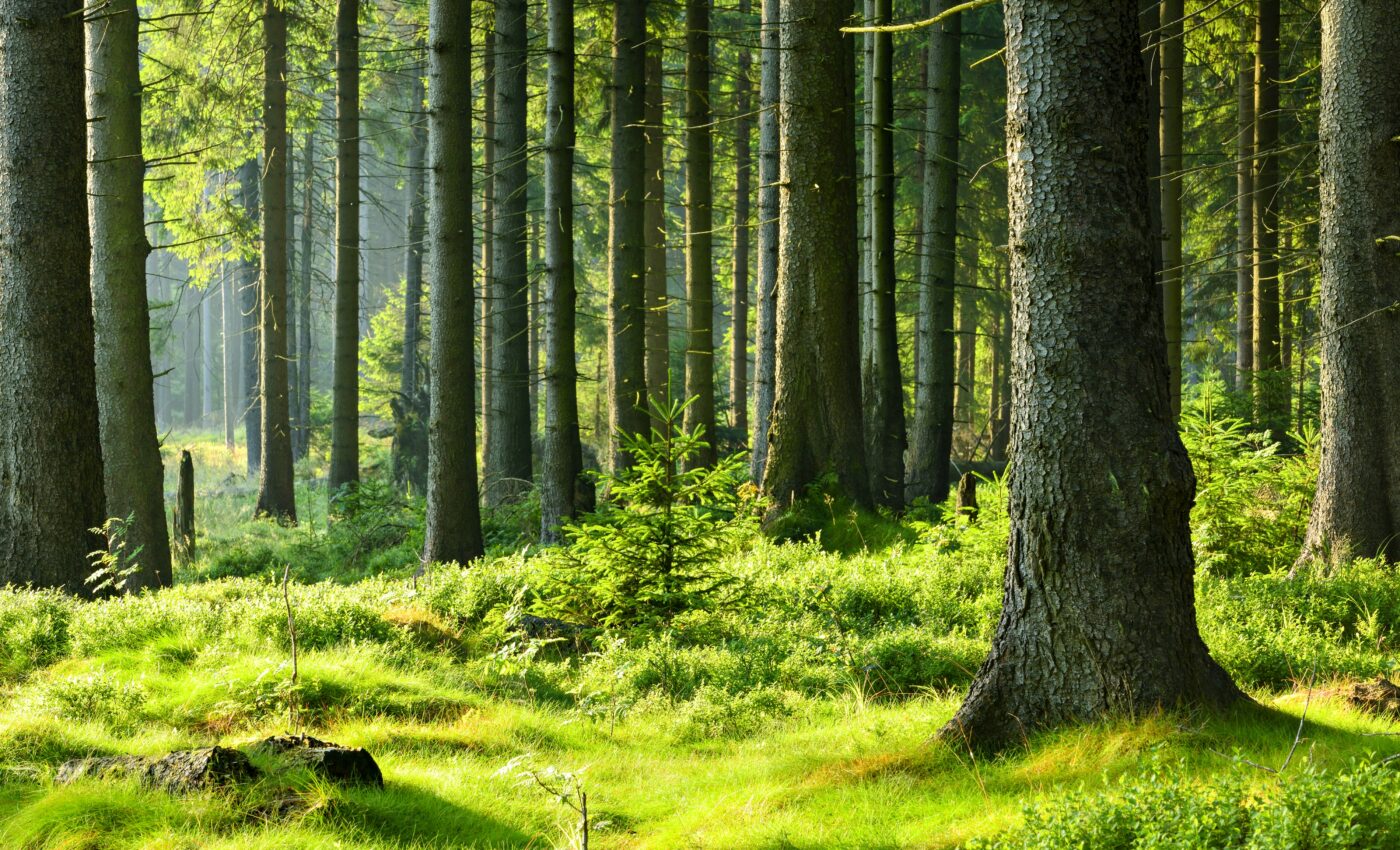 Microscopic fungi help forests fight climate change