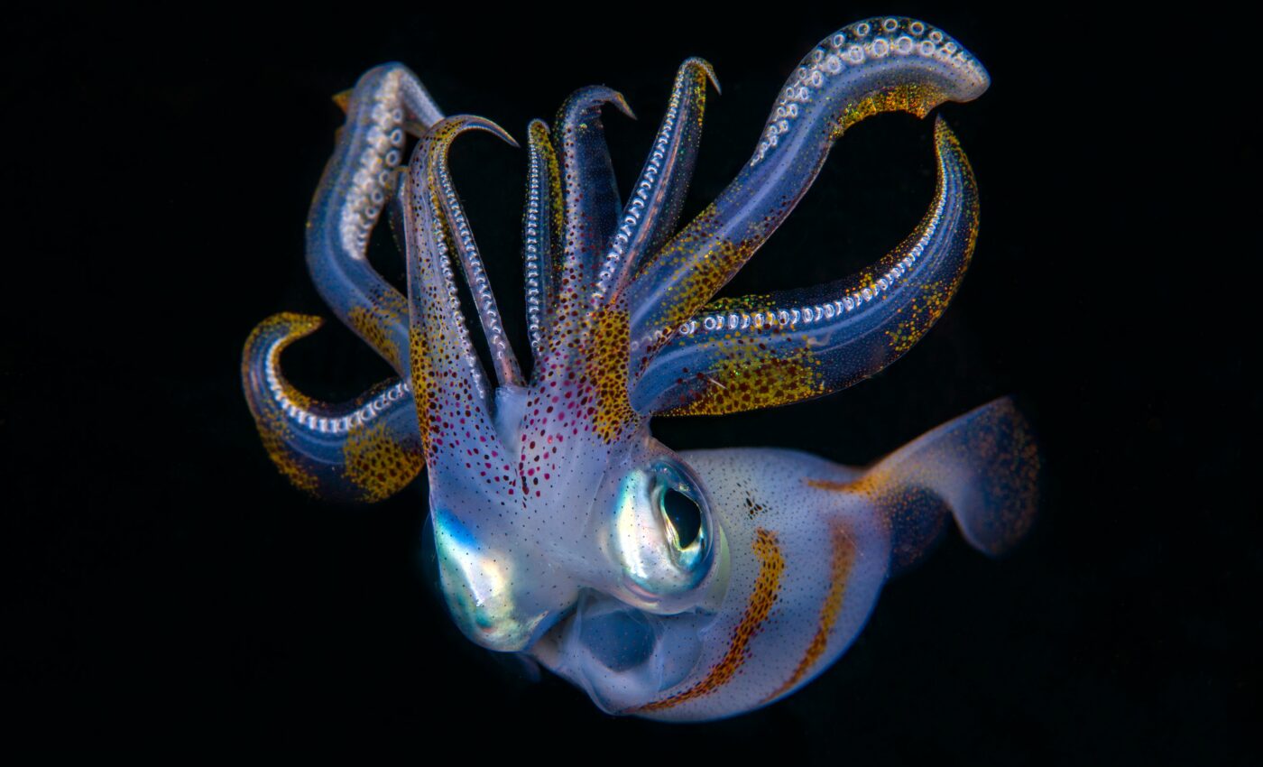 Ancient squid had suckers for actively hunting prey