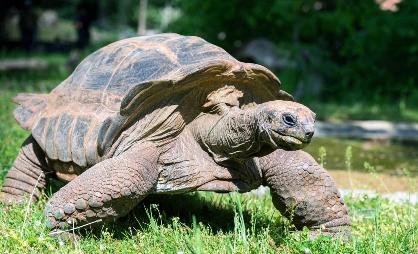 Turtles and tortoises can slow their rate of aging