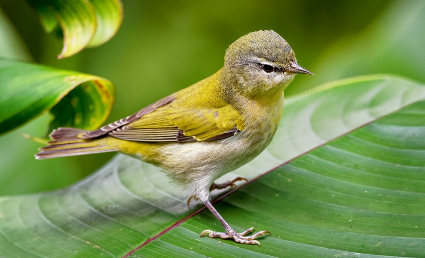 Human modifications create deadly traps for migratory birds