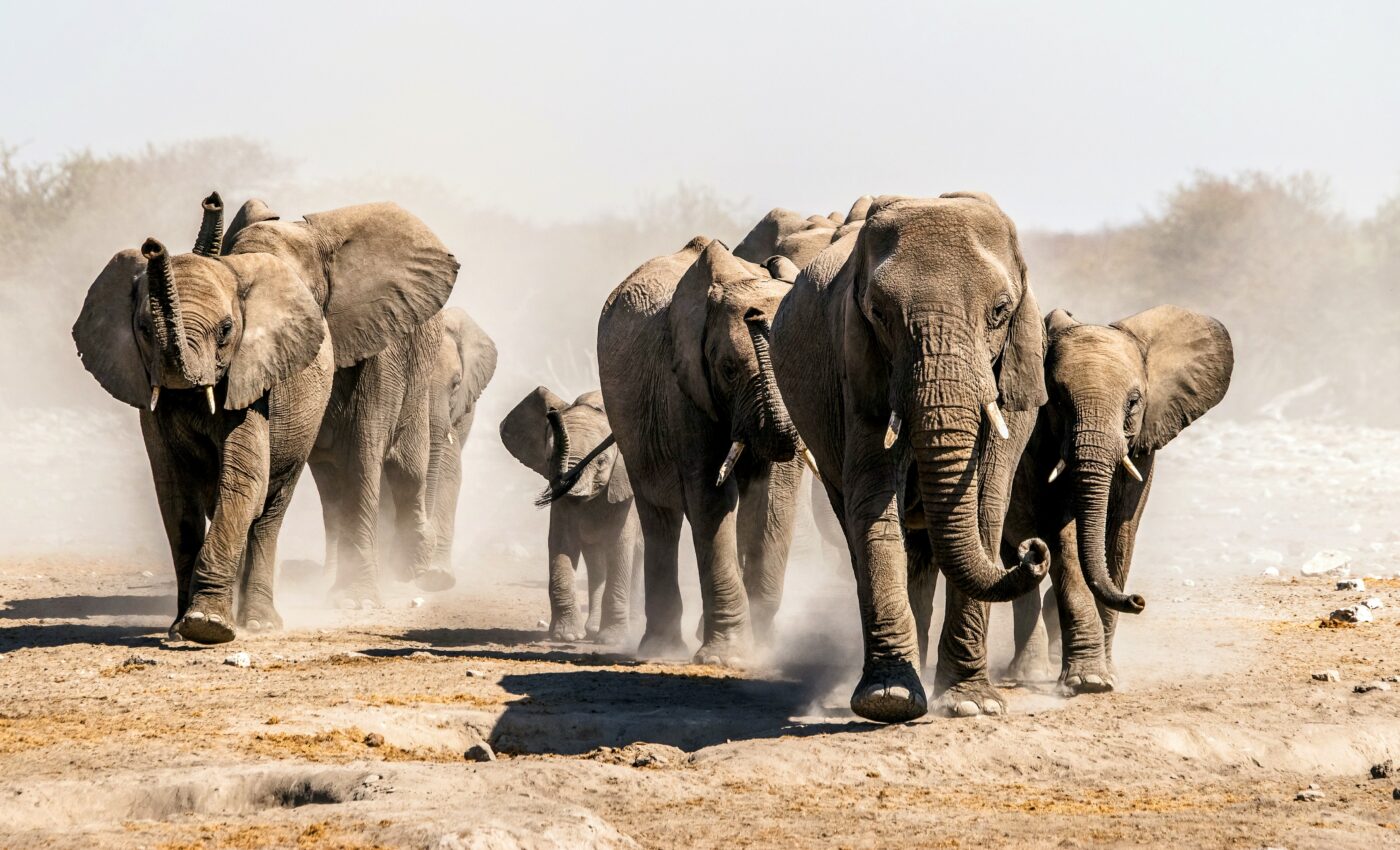 Vegetation is vanishing along elephant migration routes
