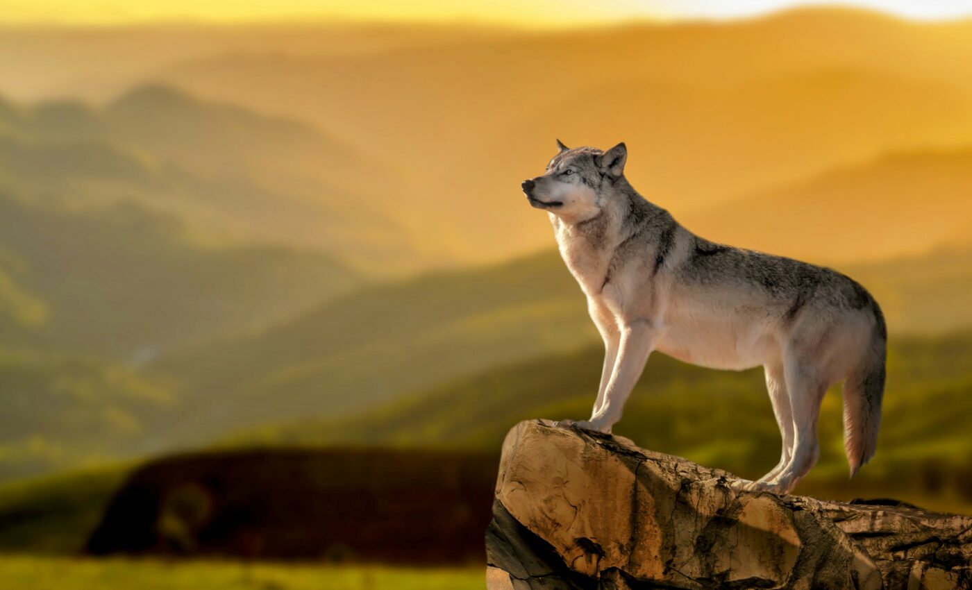 Wolves may not be heroes, but they're not villains either