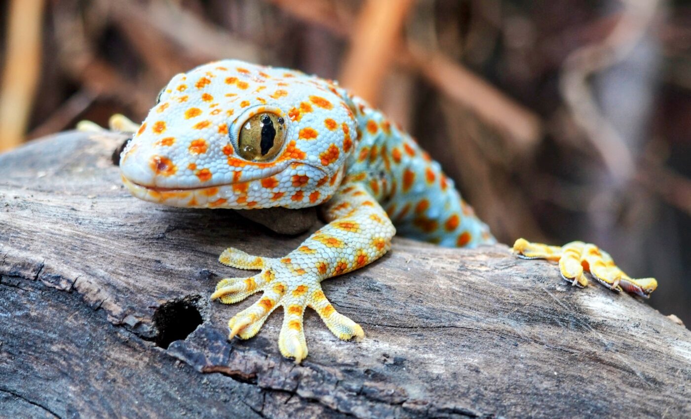 What gives gecko feet their grip?