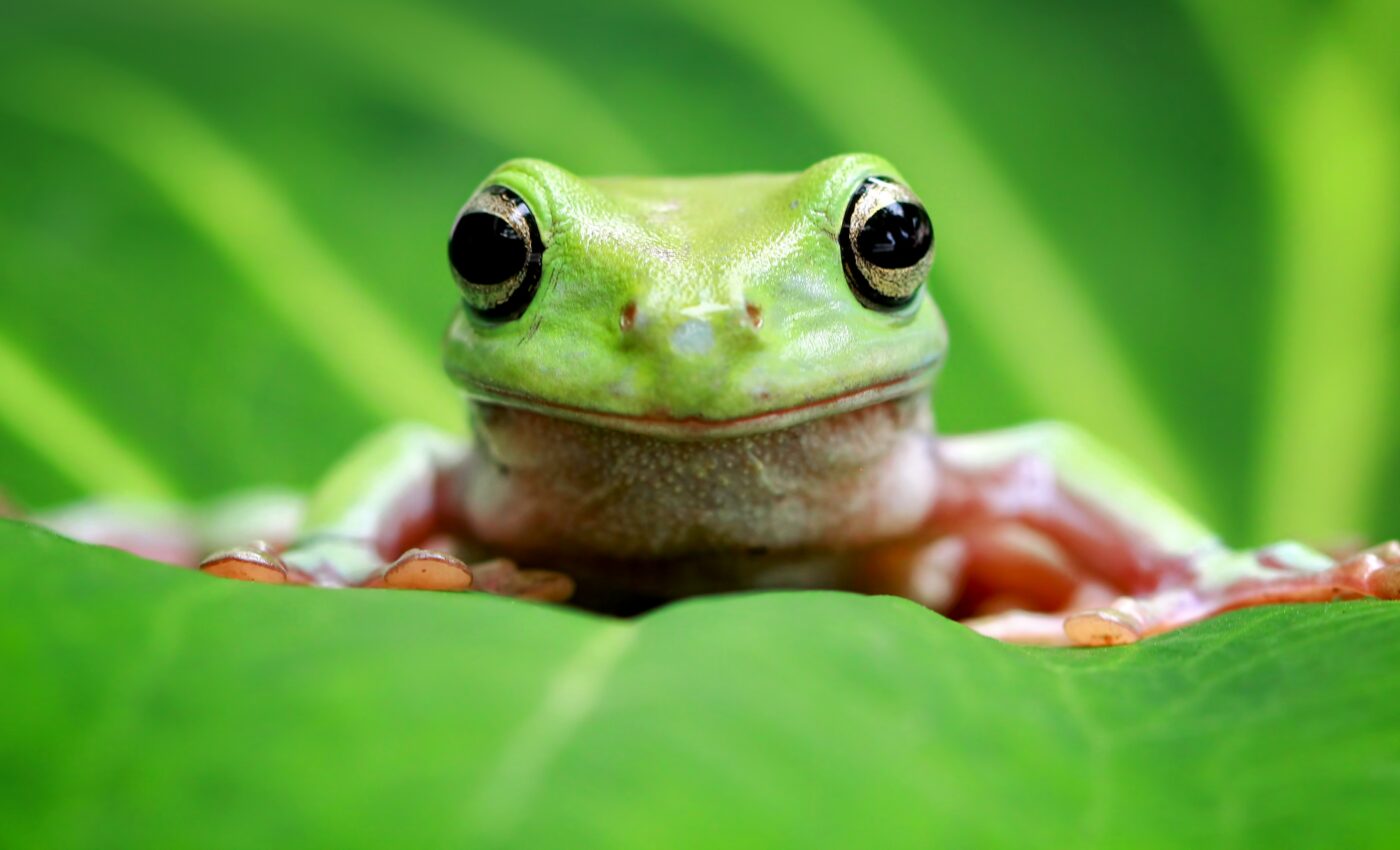 Hundreds of frogs died while mating in ancient swamp