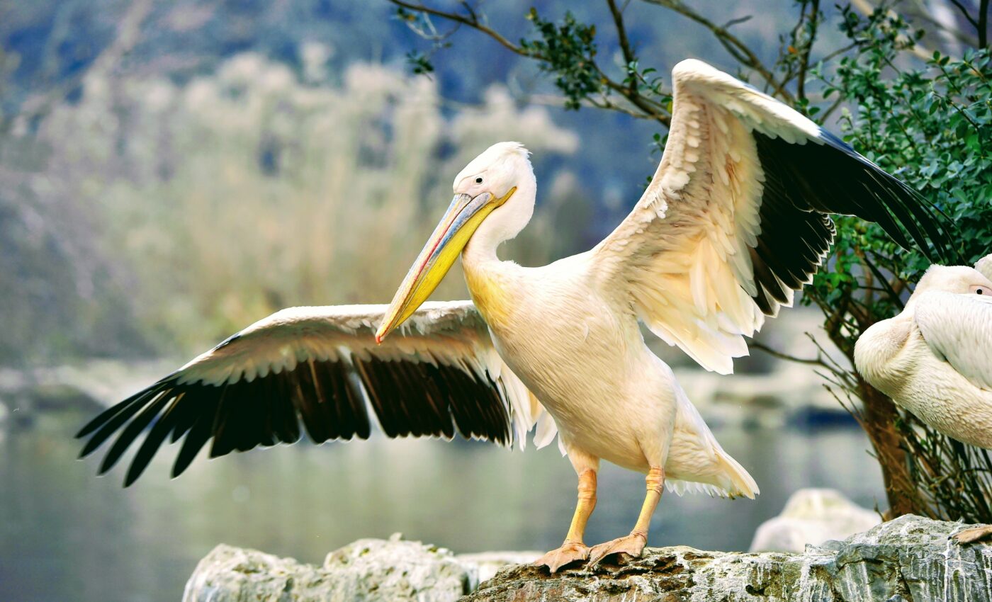 Some birds evolved bright colors to avoid collisions