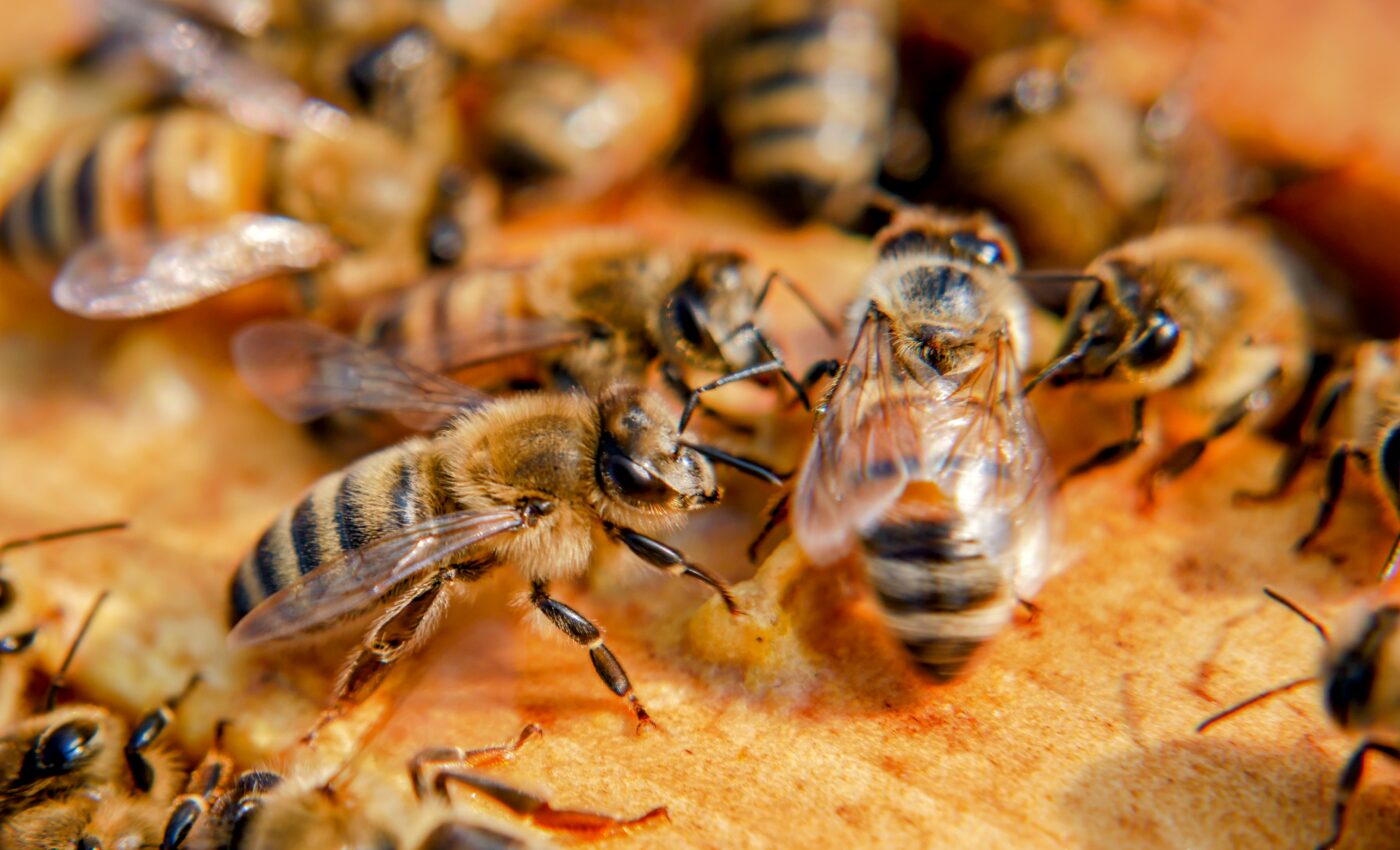 Bee waggle dance inspires new method of robot communication
