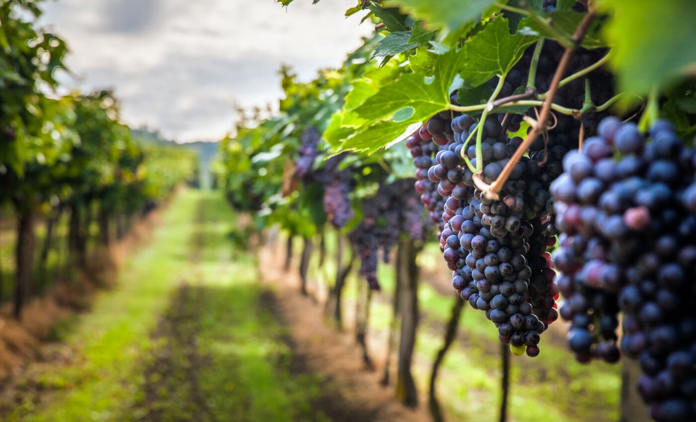 Climate change may boost wine production in the UK