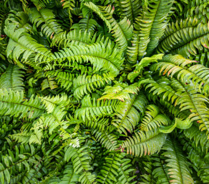 Relax,Ferns,Leaves,Green,Foliage,Natural,Floral,Fern,Background,In