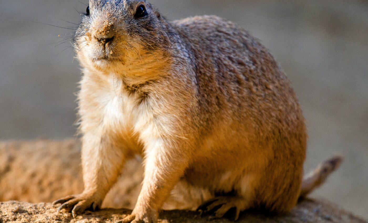 Pocket gophers are underground farmers