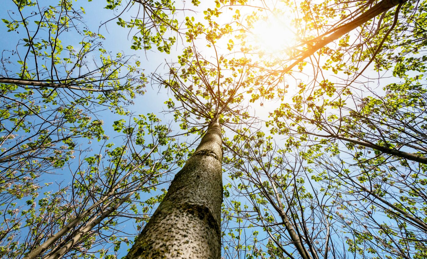 Billions of people depend on wild plant and animal species