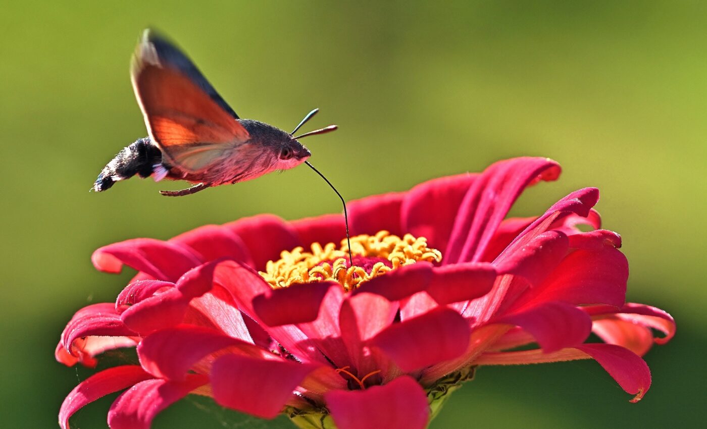 Hawk moths in the Bahamas are the smallest ever found