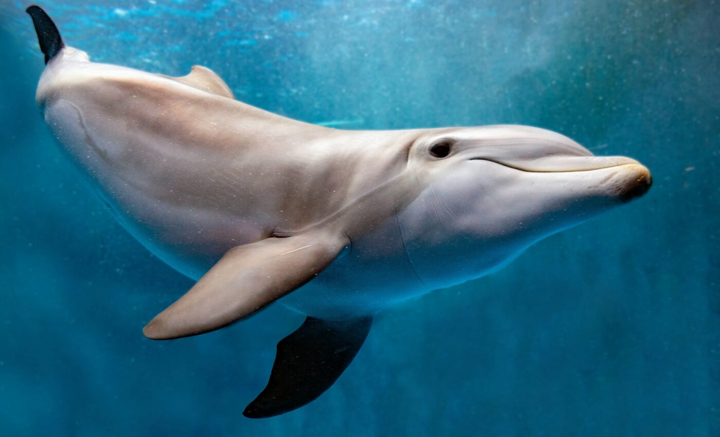 Dolphin DNA study reveals adaptations to local oceanography