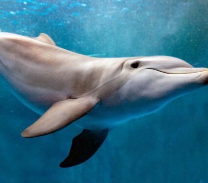 Dolphin.jpg