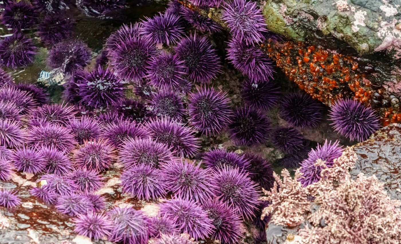 Why are urchins sometimes feeding on living kelp?