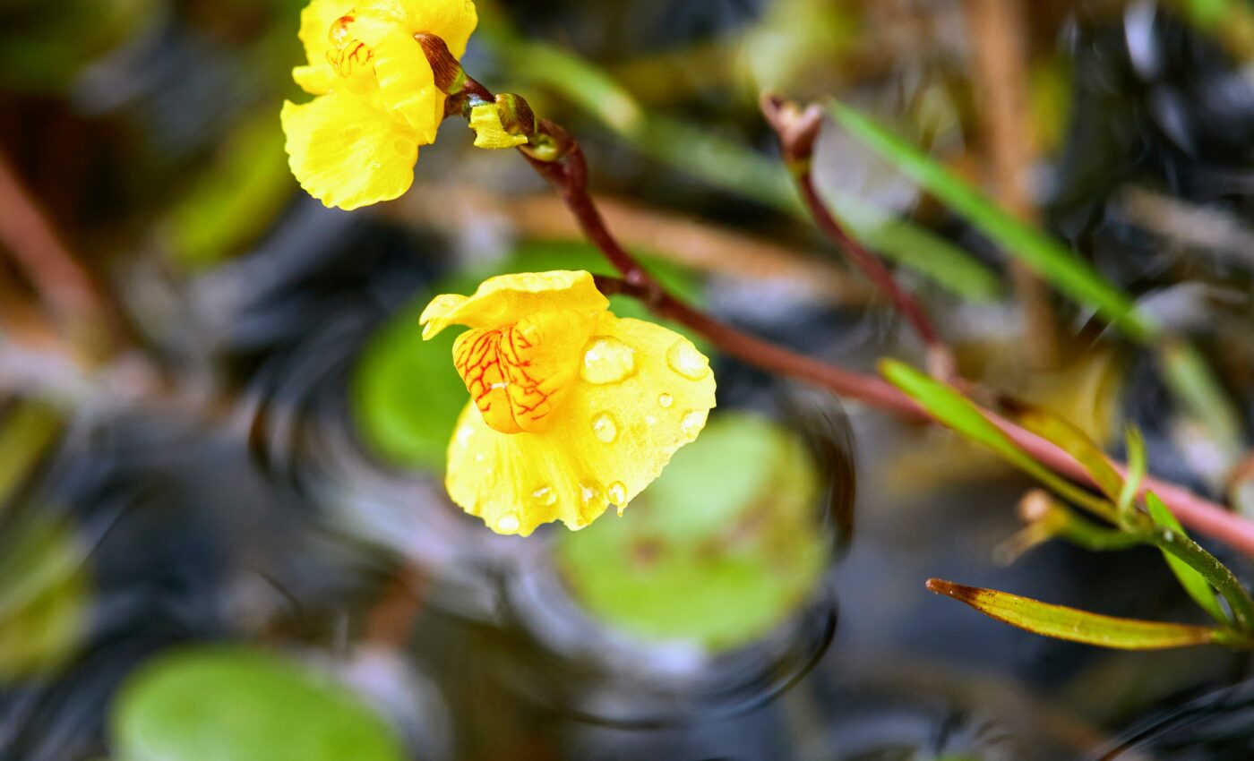 Water fleas adapt to life with deadly carnivorous plants