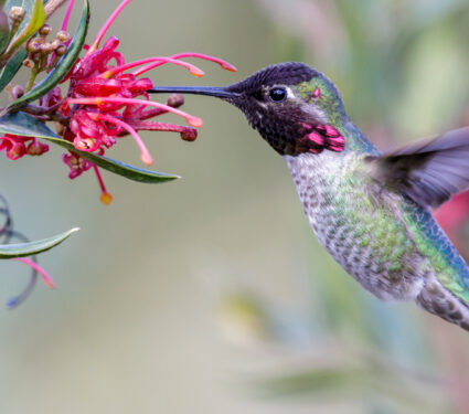 Anna's,Hummingbird,Adult,Male,Hovering,And,Feeding.,Santa,Cruz,,California,