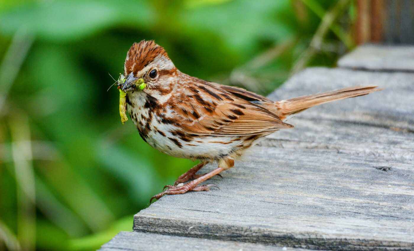 Climate decoupling is an increasing threat to birds