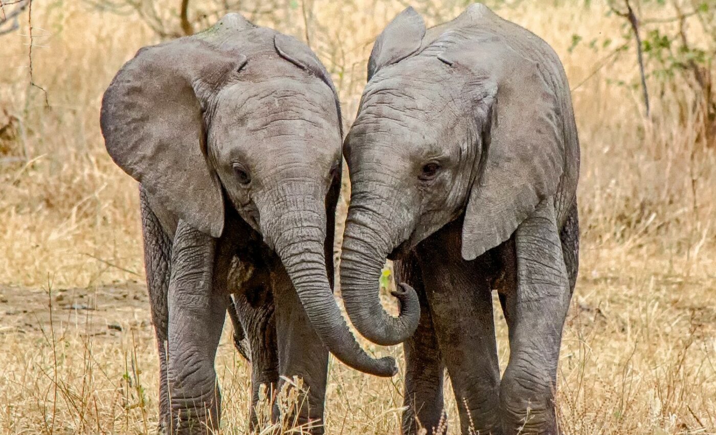 Social support can lower stress levels in orphaned elephants