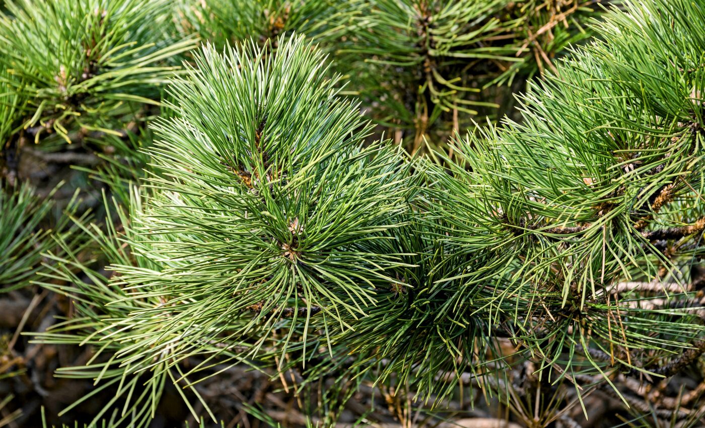 Heat makes pine trees more susceptible to disease