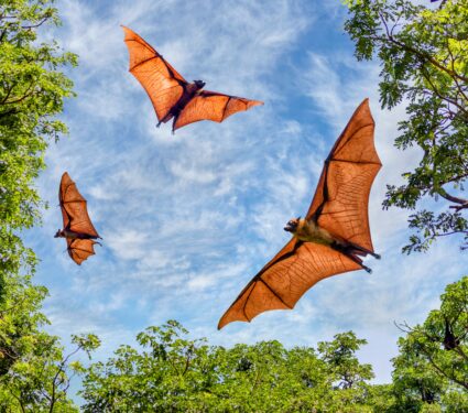 Bats-sounds.jpg