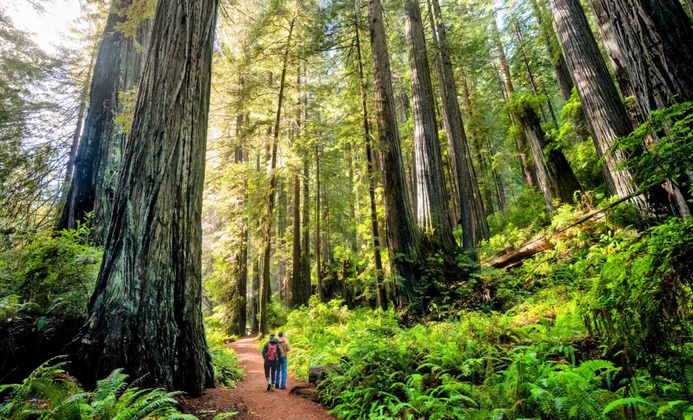 California's forests are losing their ability to recover