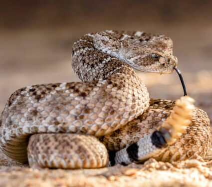 Rattlesnakes.jpg