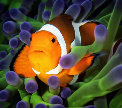 Clownfish.jpg