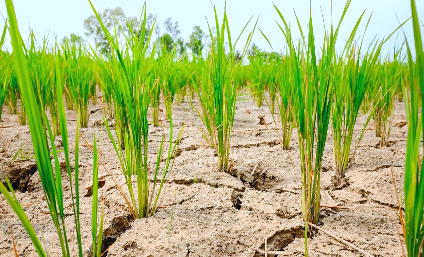 Study reveals how plant roots penetrate hard soil