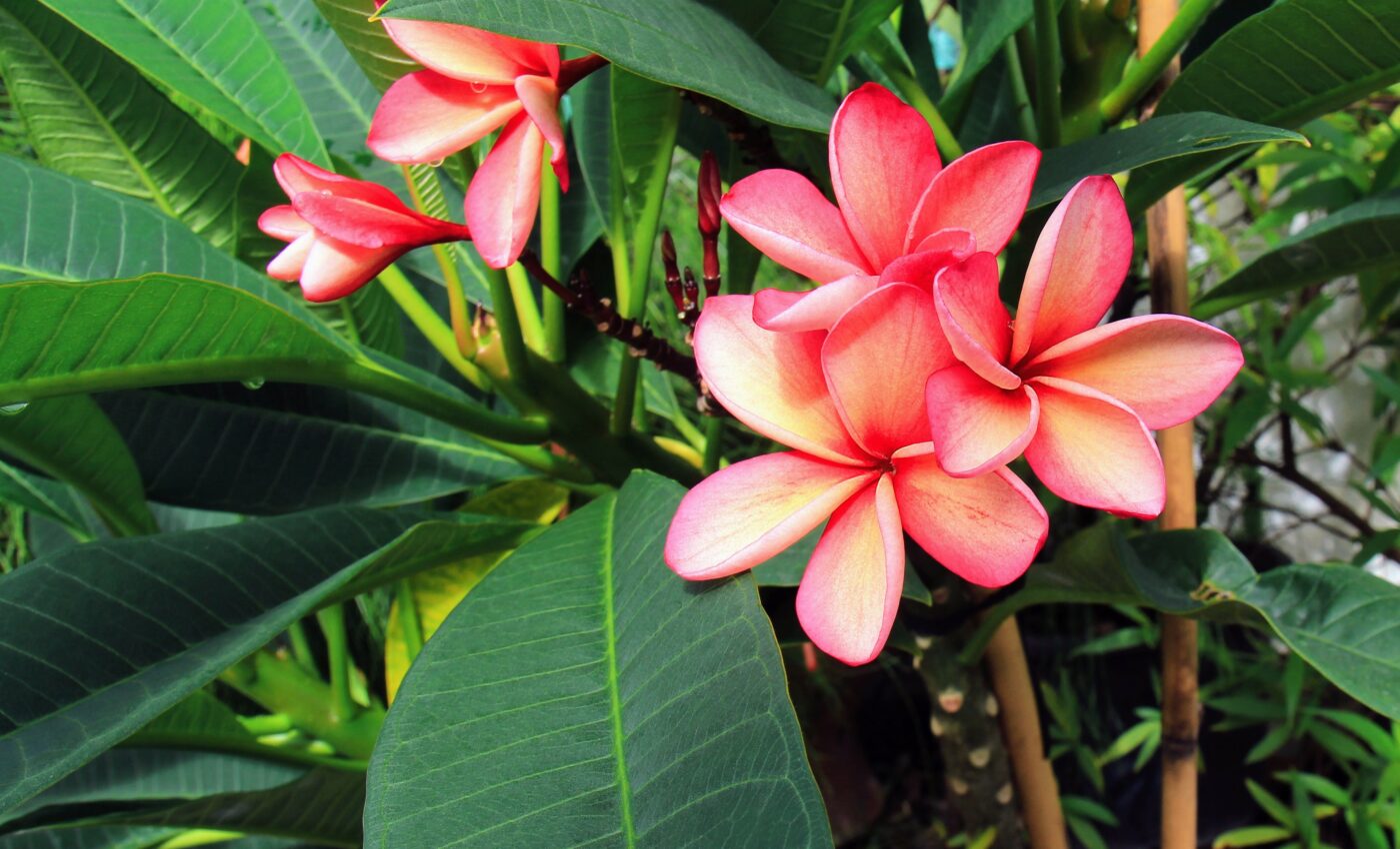 Plants shed their flowers quickly for protection