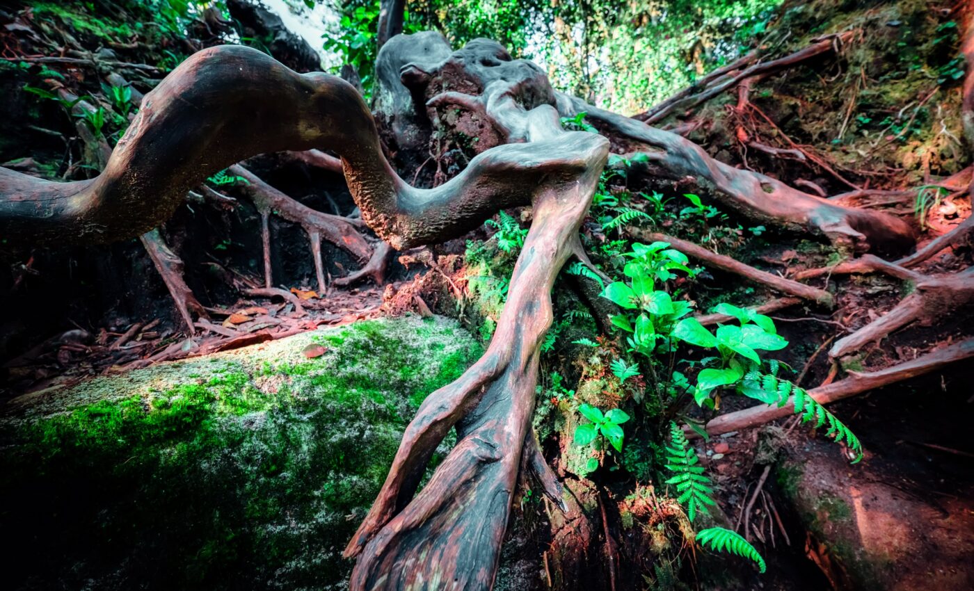 Deeper plant roots could boost soil carbon storage