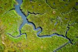 Coastal wetlands are threatened by salt water intrusion