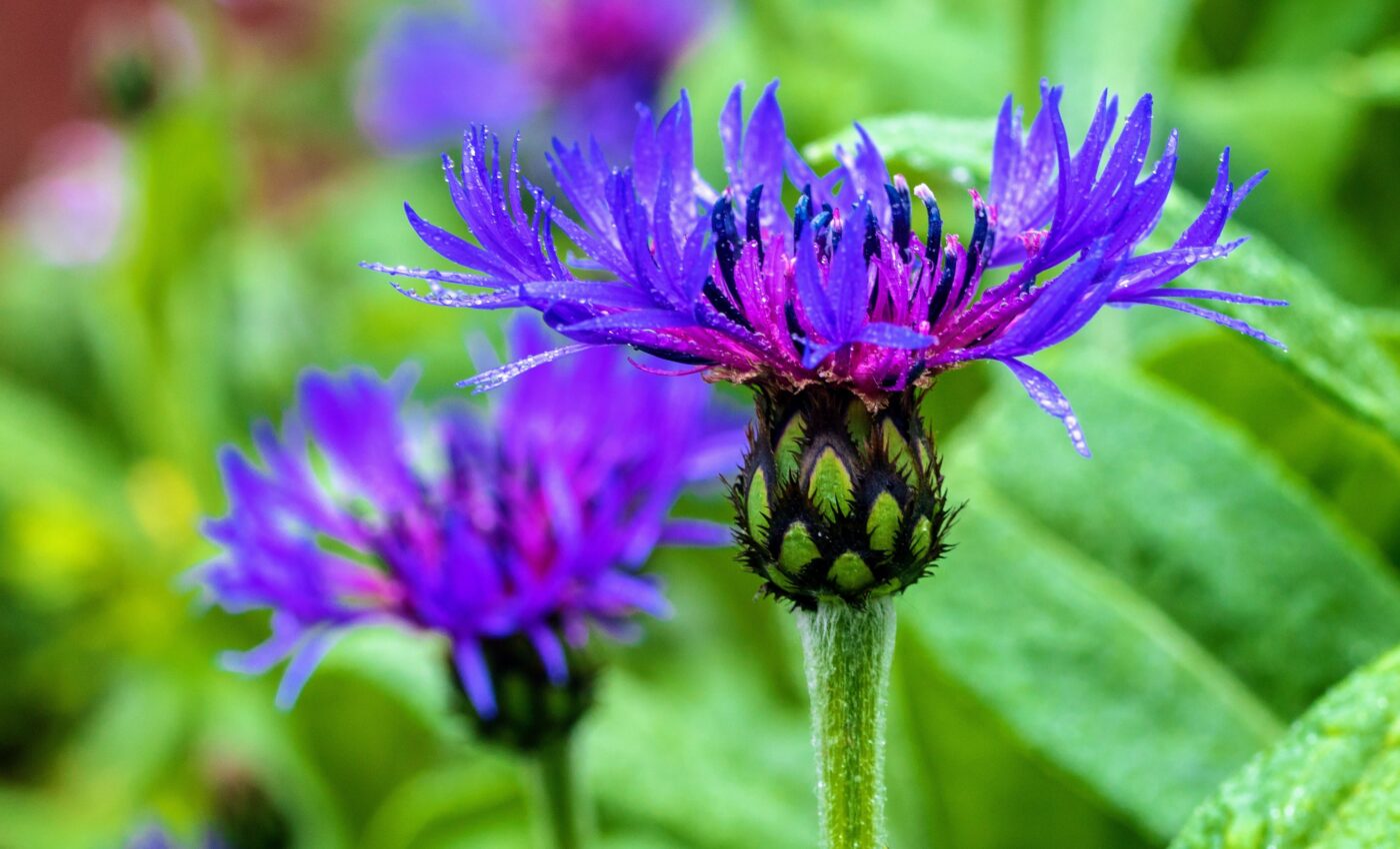 Rare birds and bees flock to gardens with rare plants